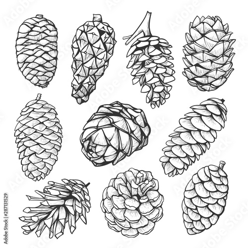 Fir pine cone hand drawn illustrations set