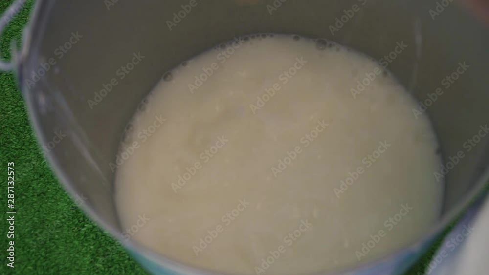the milk is poured into a bucket milking the milk is poured into a bucket milking