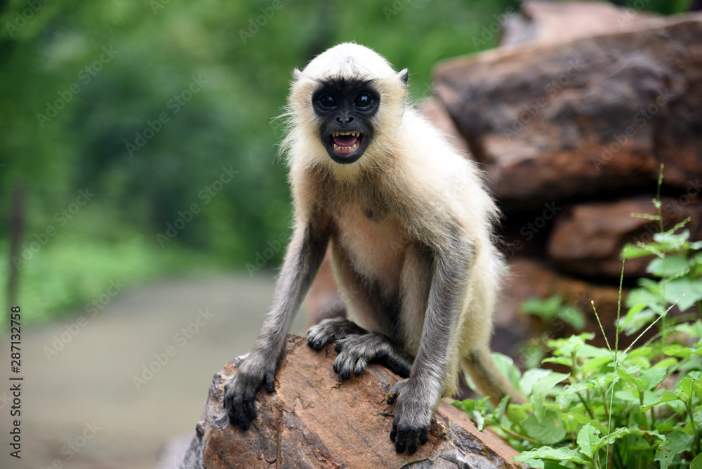 Naklejka premium monkey is anger