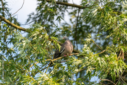 Ringeltaube im Baum