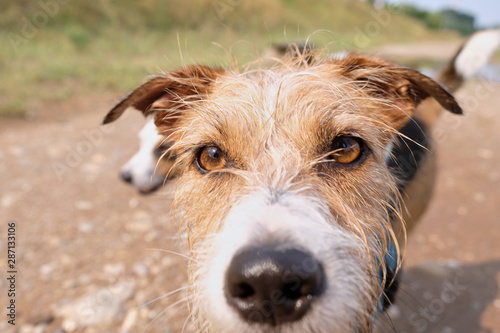 portrait of a dog