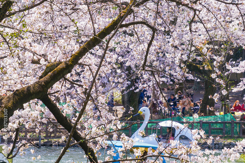 満開の桜とアヒルボート（井の頭公園）