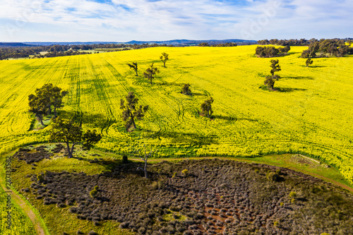 Tracks in Flowering Canola Fields in Toodyay, Western Australia photo