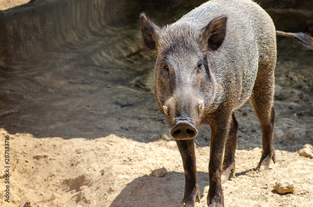 Wild boar (Sus scrofa). This animal also known as the wild swine or Eurasian wild pig Wild boar (Sus scrofa). This animal also known as the wild swine or Eurasian wild pig