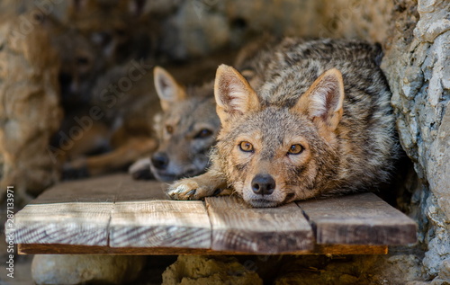 A pair of Golden jackal (Canis aureus) laying on a wooden platform photo