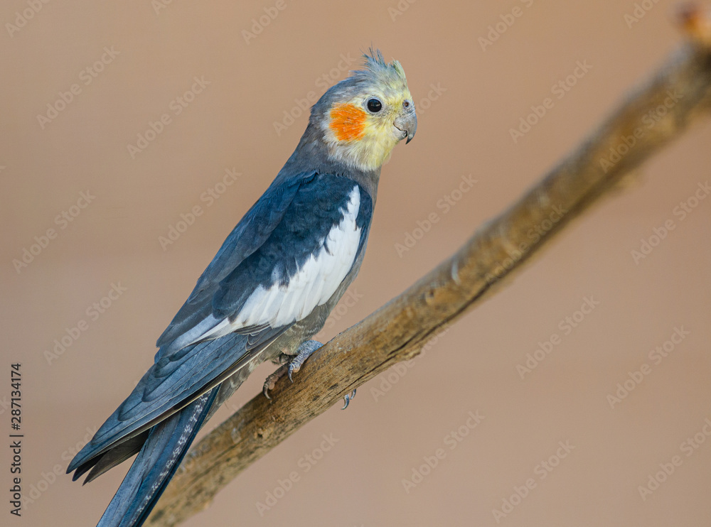 Obraz premium The cockatiel (Nymphicus hollandicus) parrot, also known as miniature cockatoo, weero, or quarrion