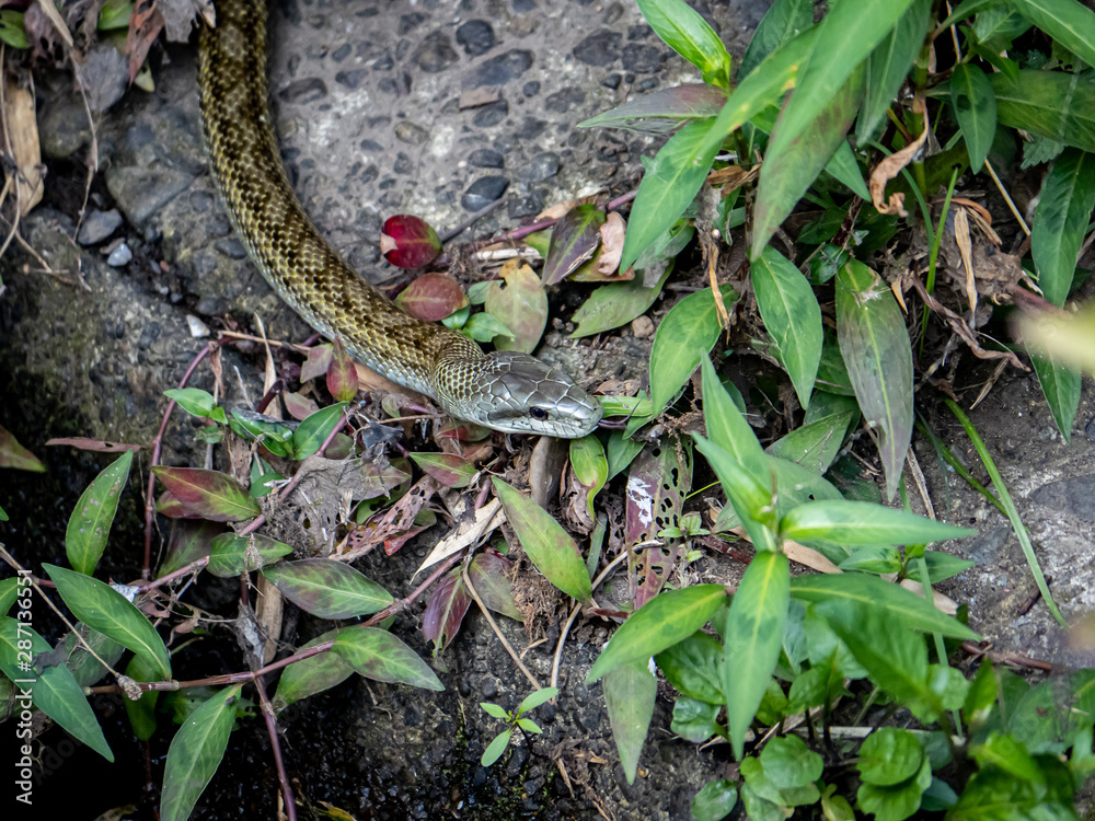 Naklejka premium Japanese rat snake Elaphe climacophora beside a small river 3