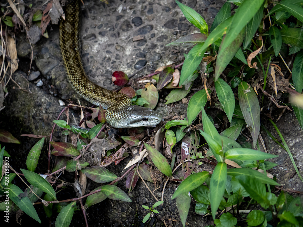 Japanese rat snake Elaphe climacophora beside a small river 4 Japanese rat snake Elaphe climacophora beside a small river 4