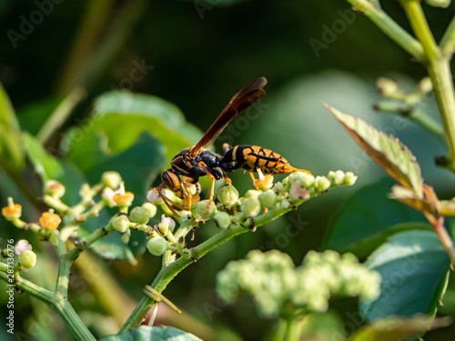 polistes rothneyi paper wasp on bushkiller flowers 3