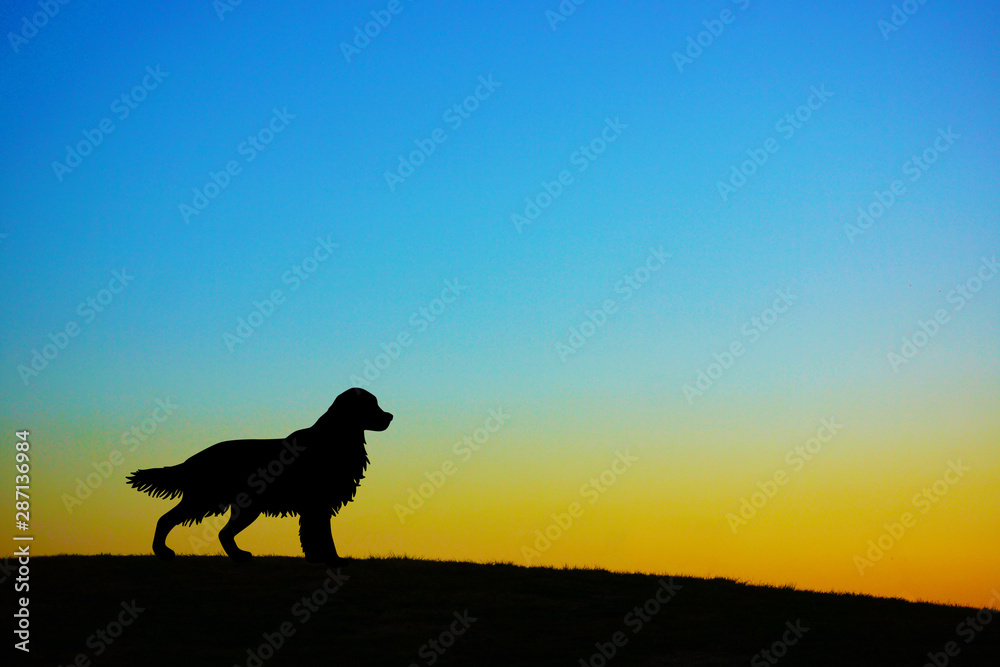 夕暮れの丘に立つ犬のシルエット Stock Photo Adobe Stock