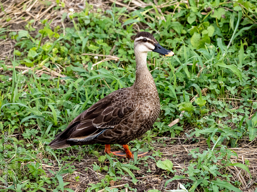 Eastern spot-billed duck on Izumi river bank 6 Eastern spot-billed duck on Izumi river bank 6