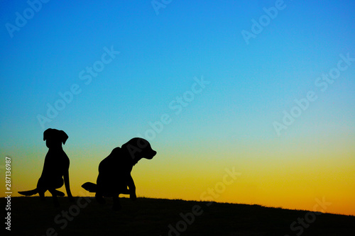 夕暮れの丘に立つ犬のシルエット