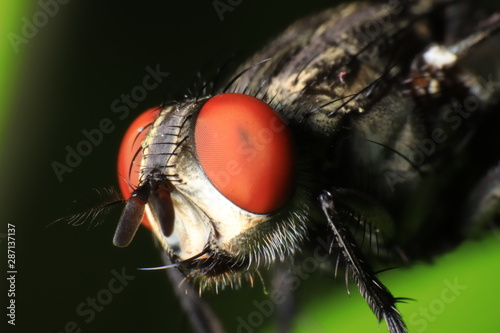 Eye of house fly © Ujjal