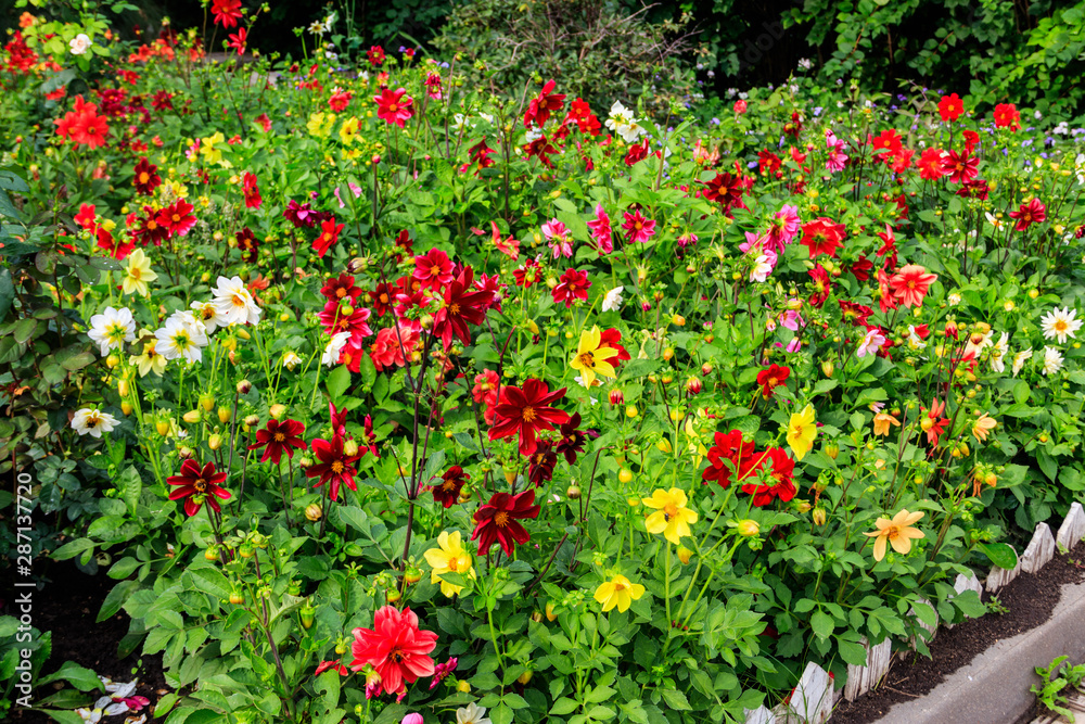 Colorful dahlia flowers on a flower bed