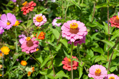 elegant zinnias with purple and pink flowers