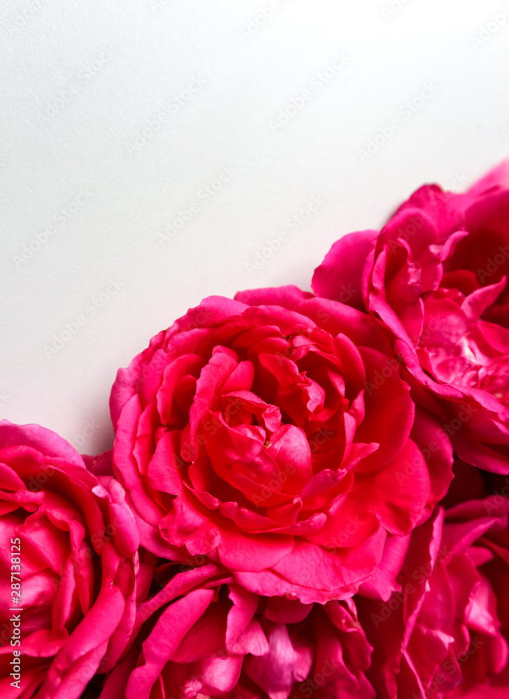 Beautiful pink roses on white background. Ideal for greeting cards