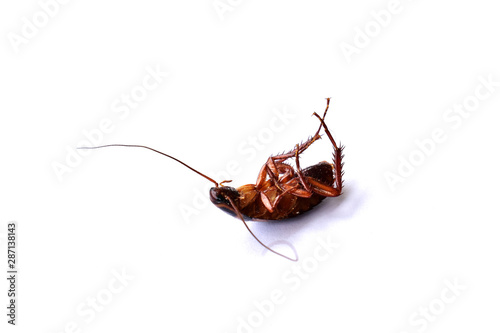 Dead cockroach on white background. © P.Noonin