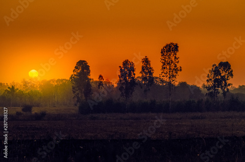 the golden day in the forest