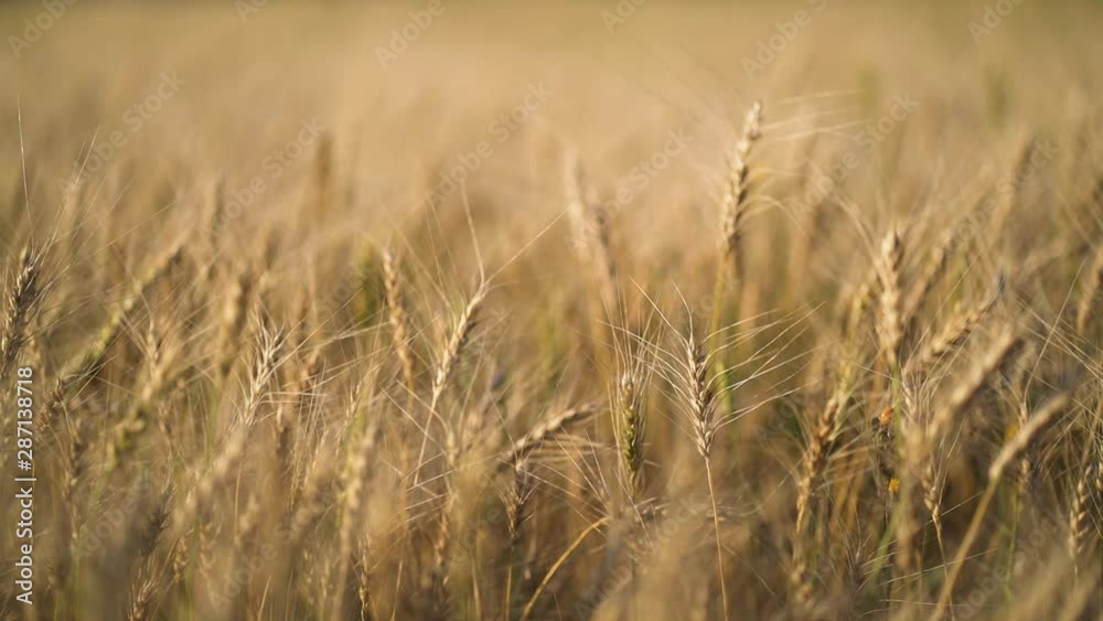 Russian field sown with wheat on a sunny day Russian field sown with wheat on a sunny day