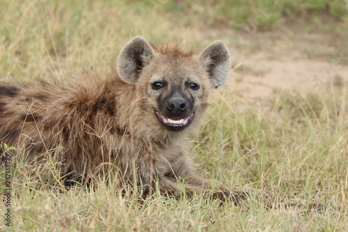 Young spotted hyena smiling, Masai Mara National Park, Kenya.
