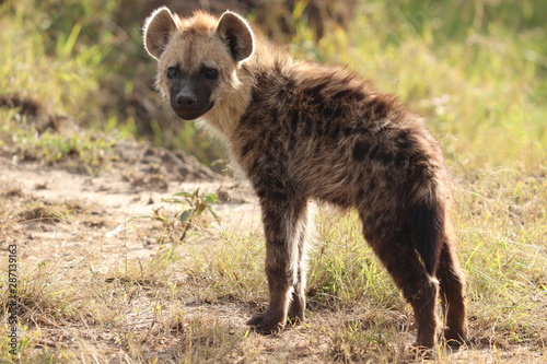 Spotted hyena cub standing, Masai Mara National Park, Kenya.