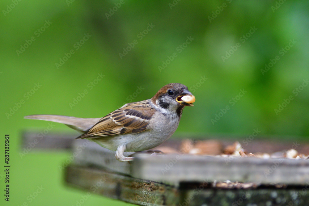 Eurasian tree sparrow eats sunflower on the fodder rack Eurasian tree sparrow eats sunflower on the fodder rack