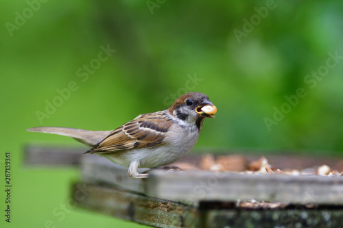 Eurasian tree sparrow eats sunflower on the fodder rack
