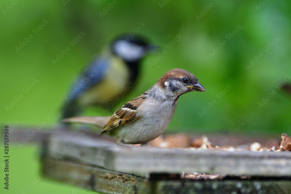 Eurasian tree sparrow eats sunflower on the fodder rack Eurasian tree sparrow eats sunflower on the fodder rack