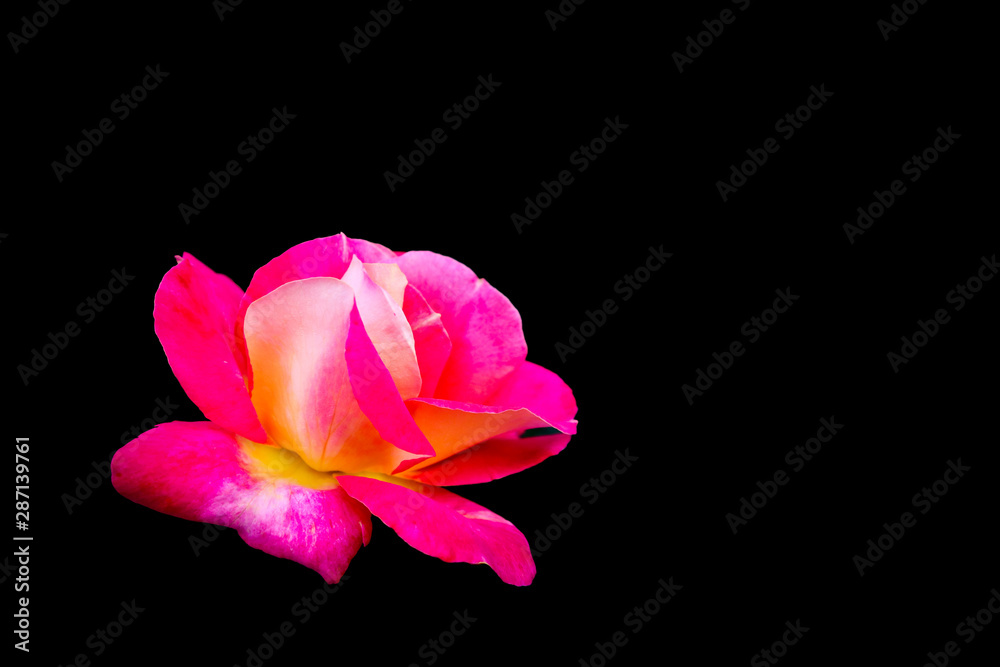 Beautiful pink rose isolated on black background. Ideal for greeting cards for wedding, birthday, Valentine's Day, Mother's Day