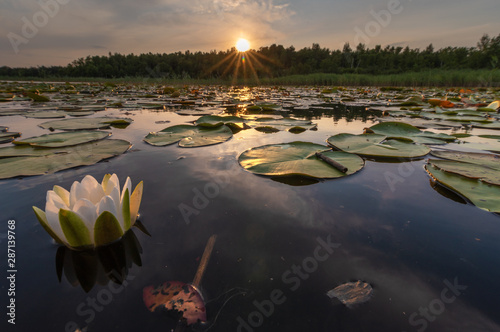 Landscape evening with sunset on a lake with lilies, with beautiful sky in summer season