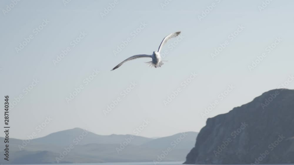 feeding birds on Baikal. seagulls on the surface of water and air. slow motion. feeding birds on Baikal. seagulls on the surface of water and air. slow motion.