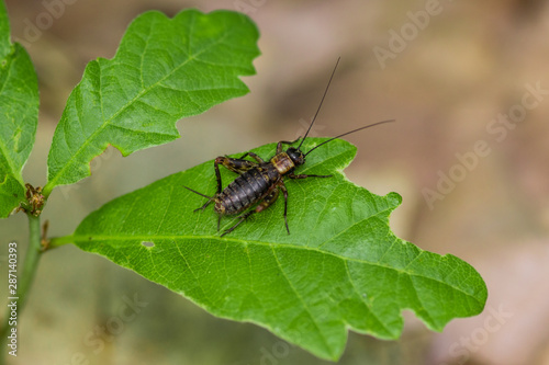 cricket sitting on oak leaf