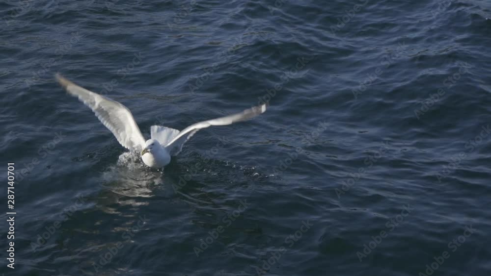 feeding birds on Baikal. seagulls on the surface of water and air. slow motion. feeding birds on Baikal. seagulls on the surface of water and air. slow motion.