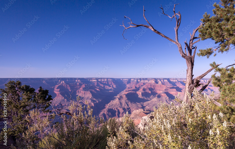 Looking pass the beautiful trees on the rim and into the depths of the glorious Grand Canyon at the south rim is inspirational thinking about the geology and years it has taken this scenic wonder to f Looking pass the beautiful trees on the rim and into the depths of the glorious Grand Canyon at the south rim is inspirational thinking about the geology and years it has taken this scenic wonder to f