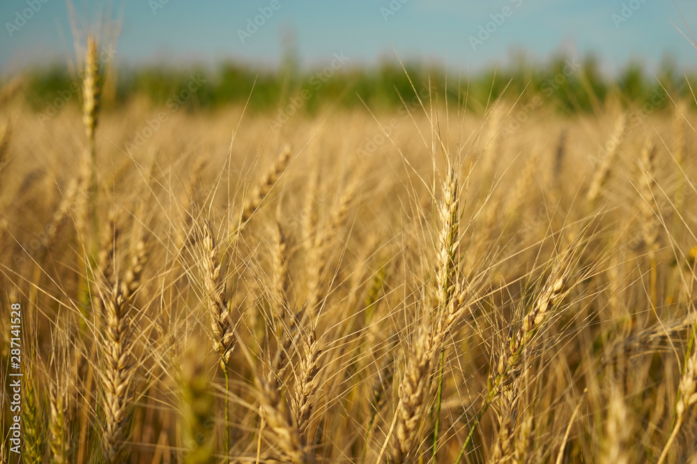 Russian field sown with wheat on a sunny day Russian field sown with wheat on a sunny day