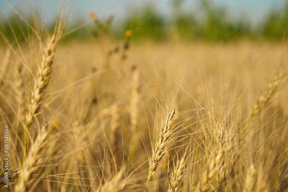 Fototapeta premium Russian field sown with wheat on a sunny day