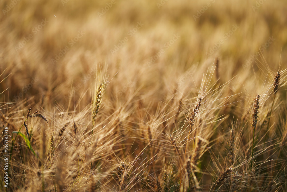 Fototapeta premium Russian field sown with wheat on a sunny day