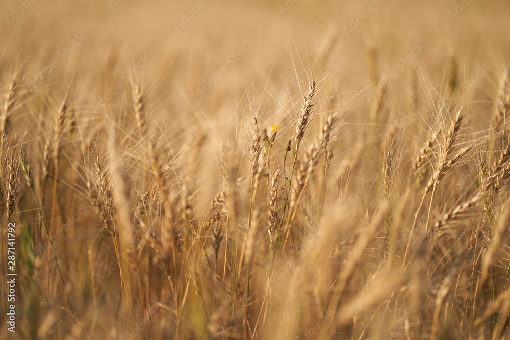 Russian field sown with wheat on a sunny day Russian field sown with wheat on a sunny day