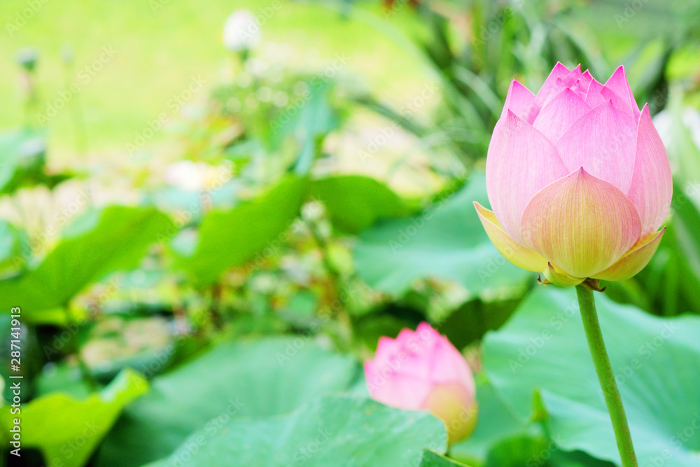 Pink lotus bud. Lotus leafs