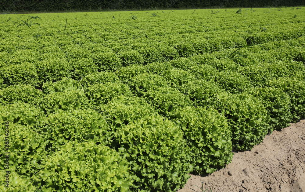 green fresh lettuce on the field green fresh lettuce on the field