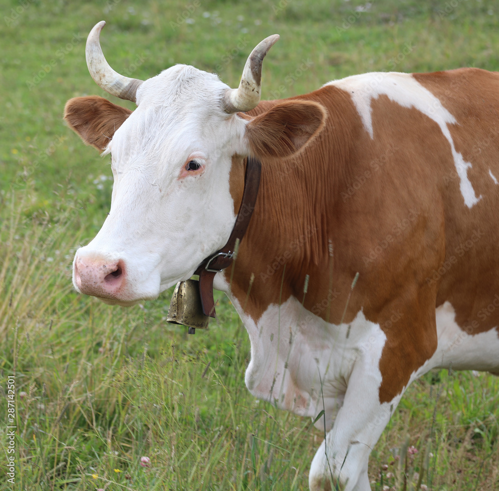 Horned cow with cowbell Horned cow with cowbell