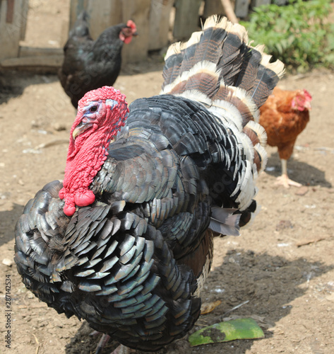 black turkey with red protuberance called wattle or dewlap on hi