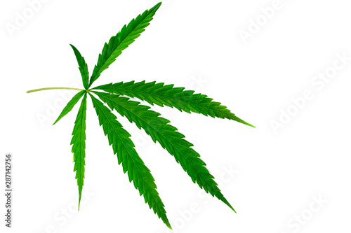 Green medicinal plant cannabis leaf