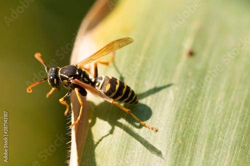 Wasp on the green leaf in nature.Insect © finchmaystor
