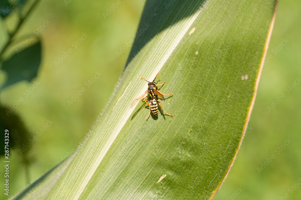 Fototapeta premium Wasp on the green leaf in nature.Insect