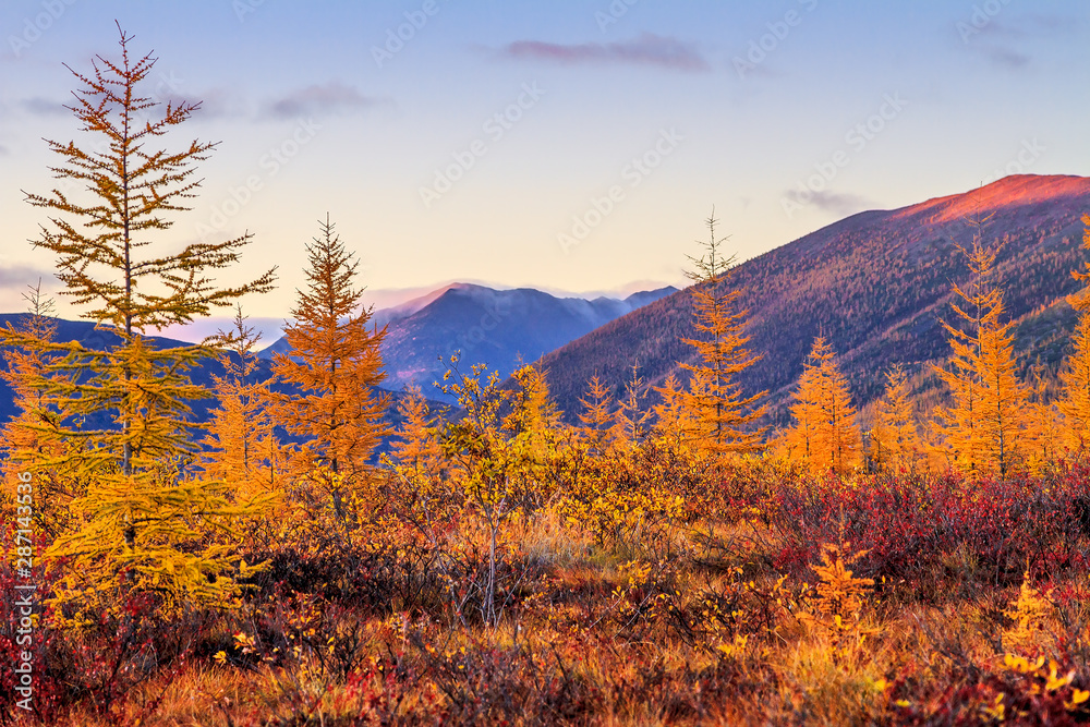 Scenic autumn landscape. Fall season in the Arctic. Forest-tundra and mountains at sunset. Beautiful autumn larch trees in a mountain valley. Polar region nature. Chukotka, Siberia, Far East Russia.