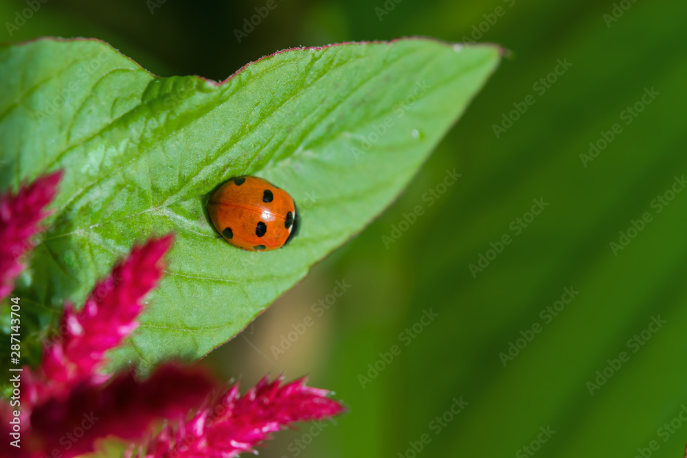 Ladybug on leaf Medicinal and food plant with purple flowers Spiny amaranth, spiny pig weed, (Amaranthus Spinosus) Ladybug on leaf Medicinal and food plant with purple flowers Spiny amaranth, spiny pig weed, (Amaranthus Spinosus)