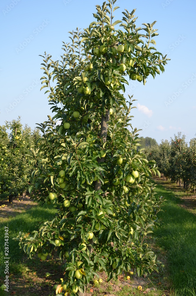 ,jabłek, sad, drzew, sady , zieleń,jabłka , lato , Sandomierskie sady , Jabłko Sandomierskie