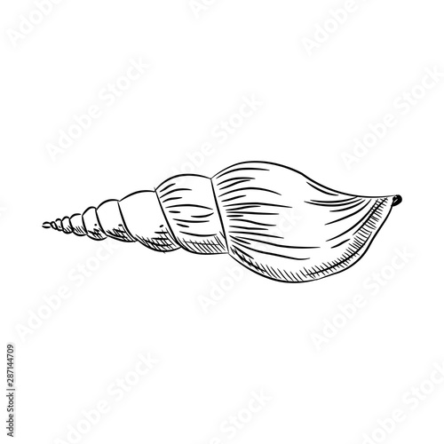 Turrid, plural turrids, predatory sea snails, marine gastropod mollusks in the family Turridae. Sketch black contour isolated on white background. Vector