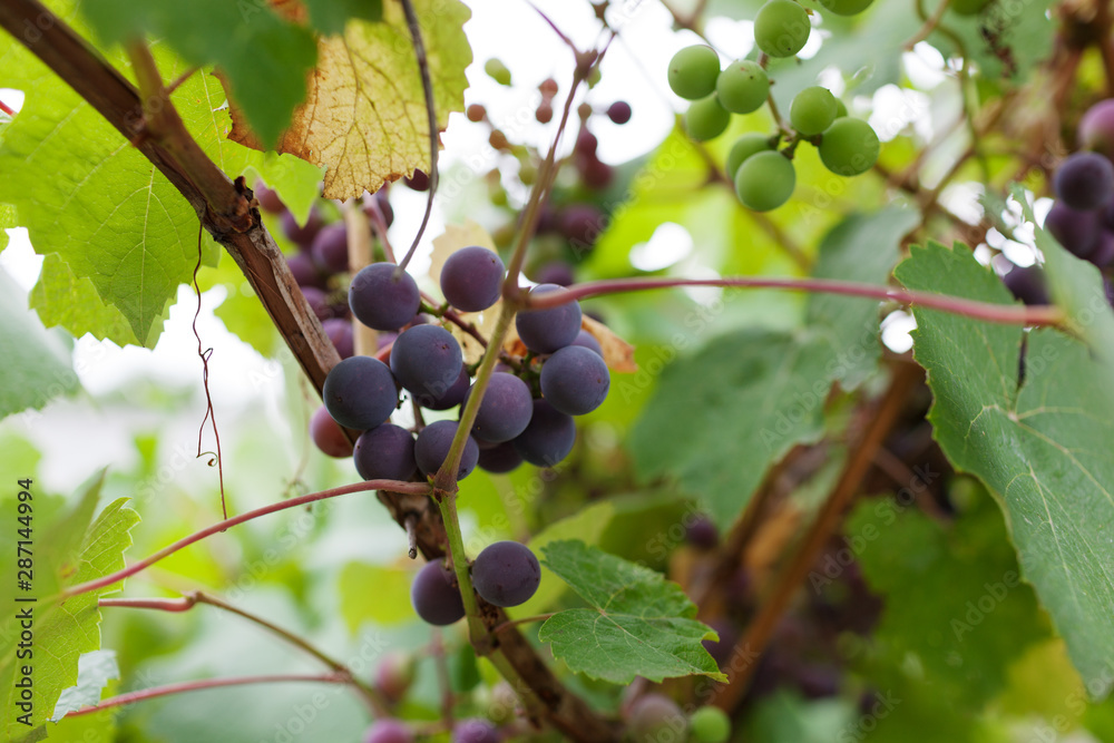 Healthy fruits Red wine grapes in the vineyard, dark grapes/ blue grapes/wine grapes Healthy fruits Red wine grapes in the vineyard, dark grapes/ blue grapes/wine grapes